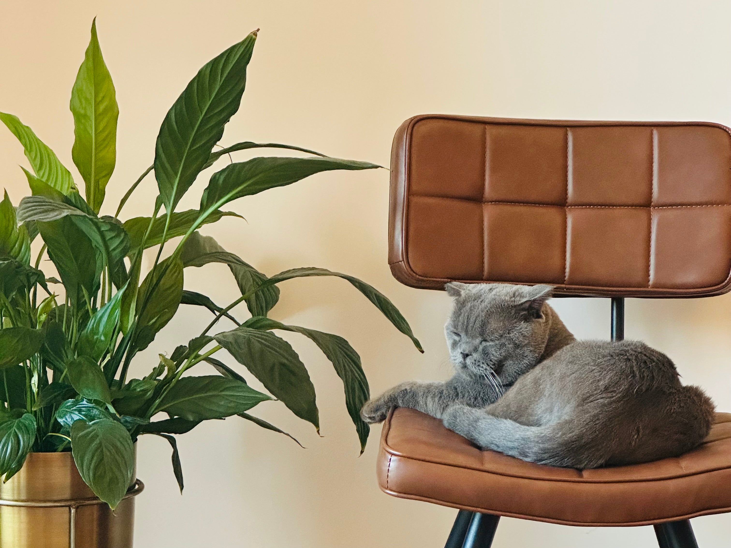 Effortlessly fresh spaces, tailored for your paw buddy
