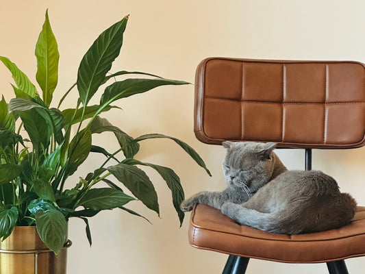 Effortlessly fresh spaces, tailored for your paw buddy